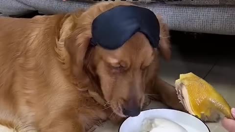 Why does the dog have a bad taste_ It’s weird. The cute pet has become a sperm. Golden Retriever.mp4