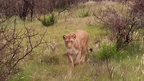 0:00 / 1:28 WILDLIFE STORIES | The Warthog and the lion | Valley Bushveld Country Lodge & Safaris