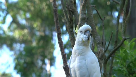 Parrots