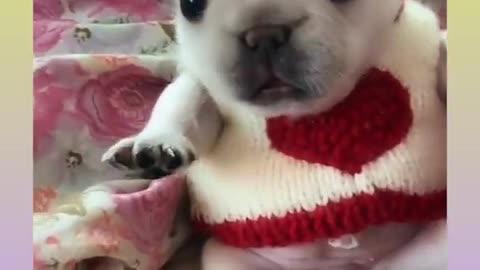 Cute🌹pom#short shorts video pomeranian--pome lovely video