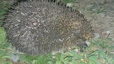 Street cat and hedgehog. This street cat is very cute.