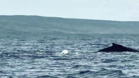 Maui humpback whales aggressively compete for female in a show of strength