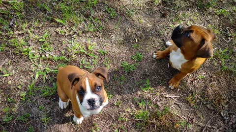 Boxers Moxie and Lulu