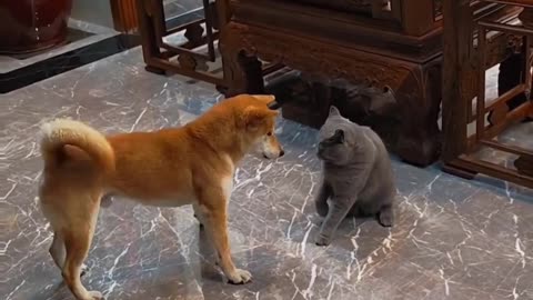 Cat and dog funny time 😀