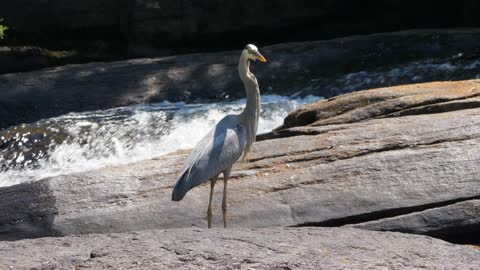 Great Blue Heron Catching Fish On The Burnt River