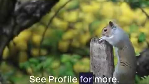 5 Amazing Facts About Squirrels (Part 1 of 5)- Try Not To Laugh #squirrel #outside #funnyanimals