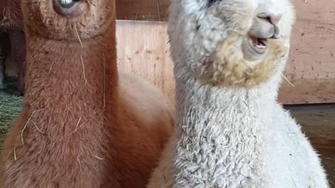 Cute lamas😍🤗