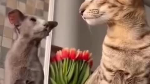 Funny pets