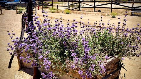 Absolom's adventures in pioneer Town CA "a real living Ghost Town 👻😉"