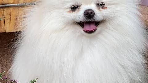 White cute puppy