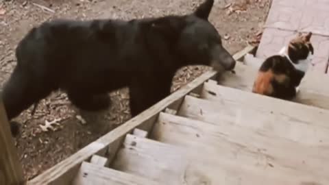 cat versus bear