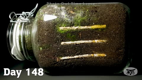 CIGARETTE-IN-SOIL-1-YEAR-Time-Lapse-8K-_5