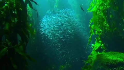 Exploring the Colorful World of Sea Fishes😃