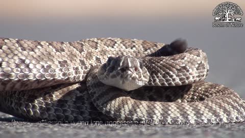 Prairie rattlesnake young lone aggressive intolerance rattling in summer