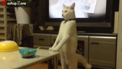 Funny cat acting like human (part 1)