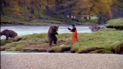 Funny Bear viral