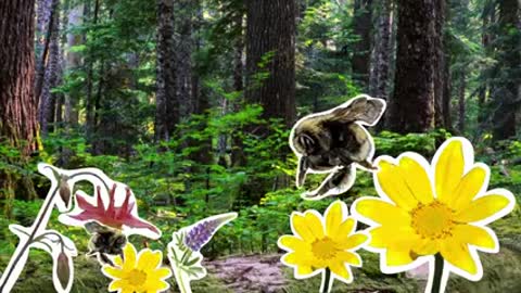 Enhancing Habitat for the Western Bumblebee in Olympic National Forest_1