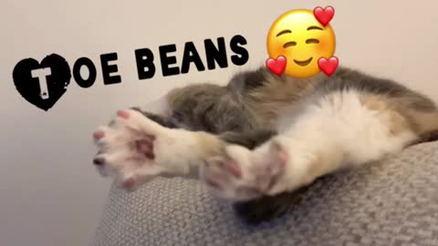 Cat Toe Beans Close Up