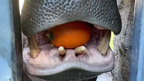 Nothing says ‘Fall’ like hippos crushing pumpkins! 🎃🎃🎃