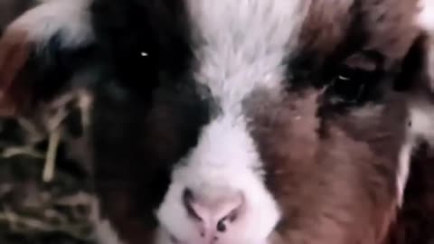 Goat Babies Funny Sounds #goat #shorts #funny