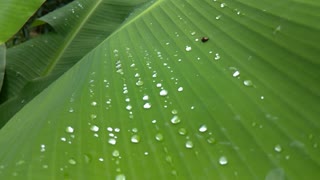 Banana leaf