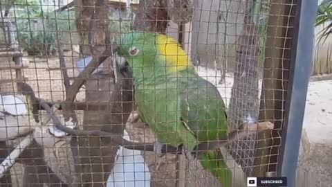 Cute parrots