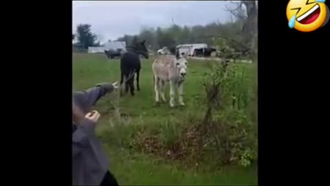 This donkey's laugh is hilarious