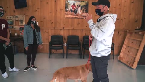 Dog training video