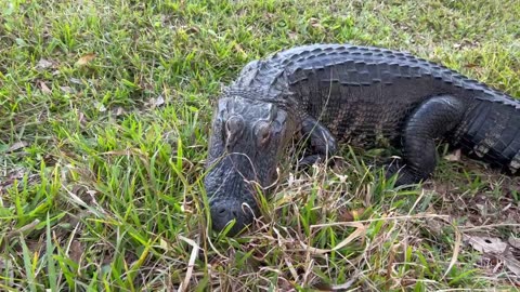 Alligator takes a stroll in the woods