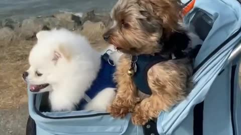 Adorable dogs enjoy being walked in a pram