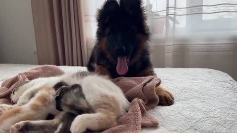 German Shepherd Puppy Meets Mom Cat with Newborn Kittens for the First Time