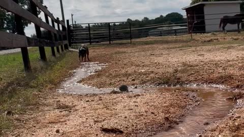 Cattle Dog Herds Water