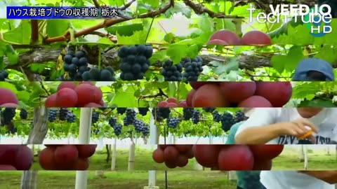 Japan Harvesting_ Growing Grape_ জাপান ফসল কাটা_গ্রোয়িং গ্রেপ