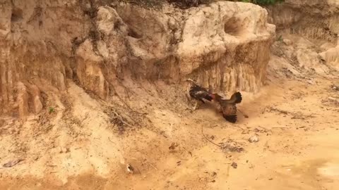 SERANGAN AYAM KE BURUNG ELANG