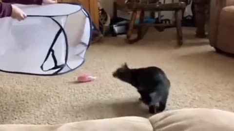 Cute and Funny Cat videos