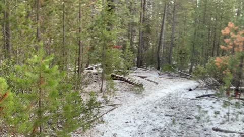 Enjoying the Quiet Pine Forest in Light Snow – Central Oregon – Edison Sno-Park – 4K