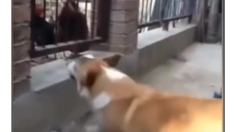 FUNNY HEN FIGHTING WITH DOG