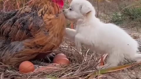 Puppy chicken Friendship 🐕🐣