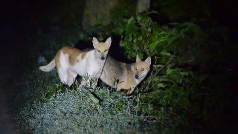 Dog And Fox Meet At vet