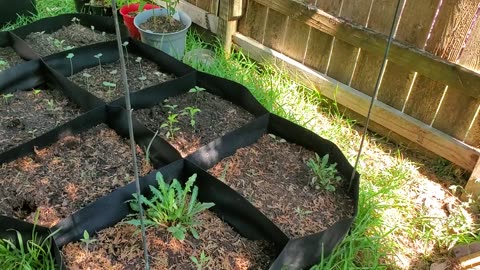 GardenUpdate-27Aug