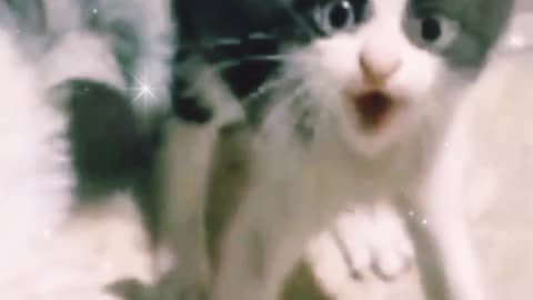 Funny cat video # viral video #video