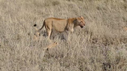 Most Funny and Cute Baby Lion Videos Part-4