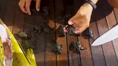 😱😱OMG fish swallow 32 baby turtle😱😱😱