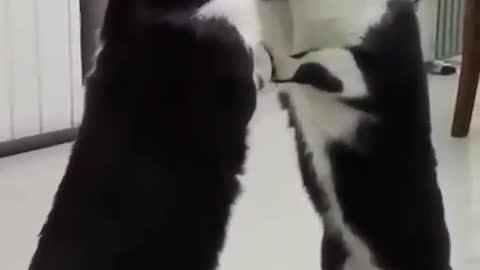 Watch Till End! This is SCARY - Cat VS MIRROR