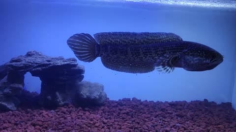 The orange-spotted snakehead (Channa aurantimaculata)