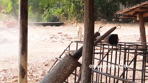 "Try Not to Laugh: Bamboo Basket vs Prank Dog - Epic Battle!"