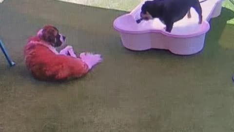 Bulldog Sprays Doggy Daycare Buddy With Hose