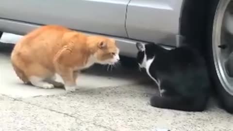 Talking Cat Turf War