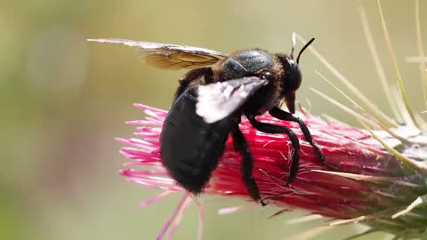 Bee on a Flower