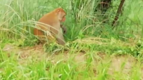 Indian monkey searching food